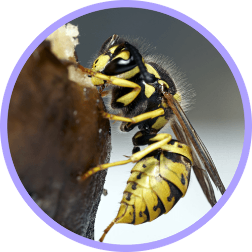 Elevated Pest Control Learn About Stinging Pests